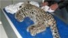 مرگ دو يوزپلنگ ايرانی در تصادف جاده‌ای