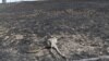 Померлий унаслідок пожежі кенгуру, штат Новий Південний Уельс, Австралія, 8 січня 2020 року