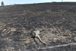 Një kangur i ngordhur si pasojë e zjarreve.