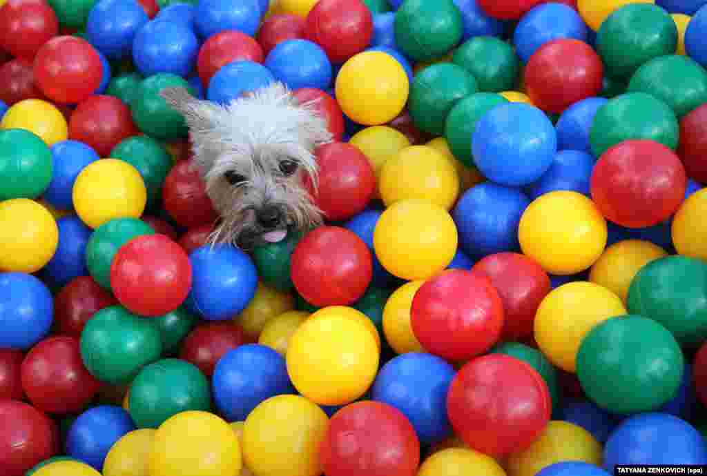 A dog plays in a pool with colored balls during the Freaky Summer Party 2017 city festival in Minsk, Belarus, on July 30. (epa/Tatyana Zenkovich)