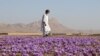 افزایش حاصلات زعفران در هرات؛ شرکت های صادر کننده در جستجوی بازار های بیشتر اند