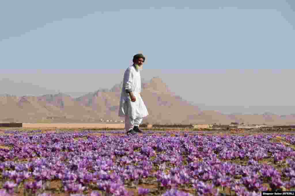 A man walks through saffron fields in Afghanistan's Herat Province on November 17. (Shapoor Saber, RFE/RL)