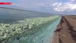 Европа закрывает пляжи Балтийского моря из-за цианобактерий (видео)