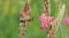 ფუტკარი - არამხოლოდ „აფთიაქარი“