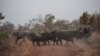 Африка. Стадо слонов пересекает дорогу в Национальном парке Пенджари (Бенин) 