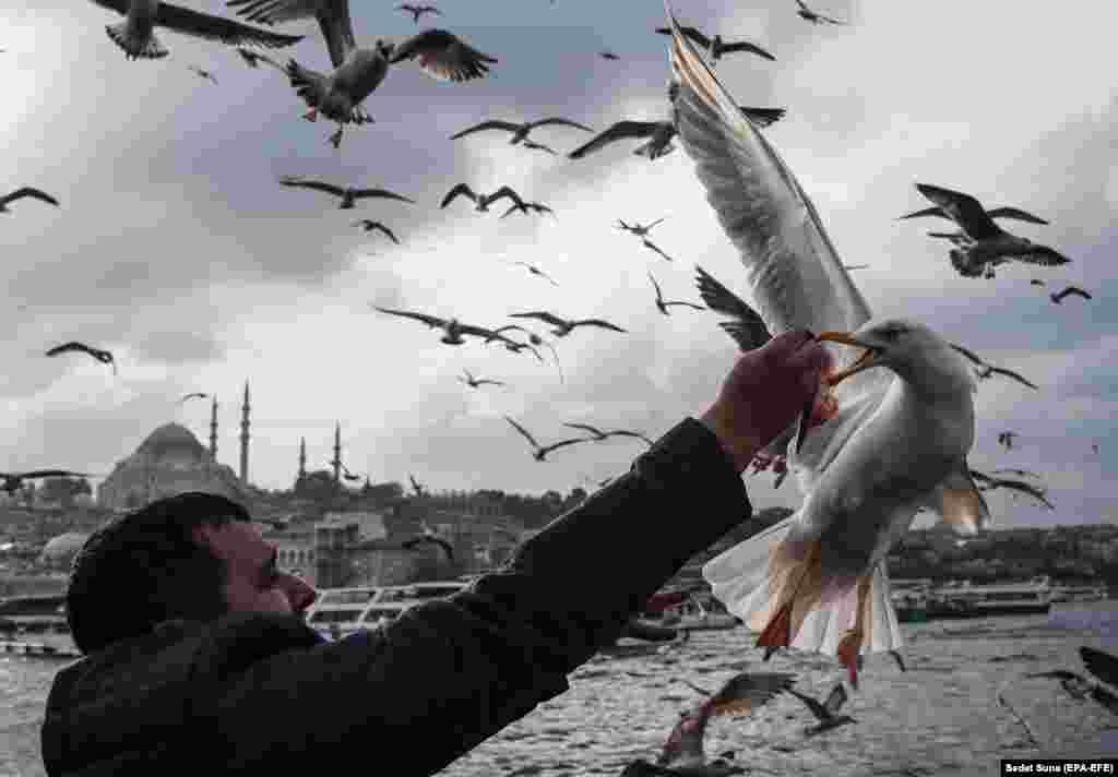  A man feeds seagulls with fish under the Galata Bridge in Istanbul, Turkey. (epa-EFE/Sedat Suna)