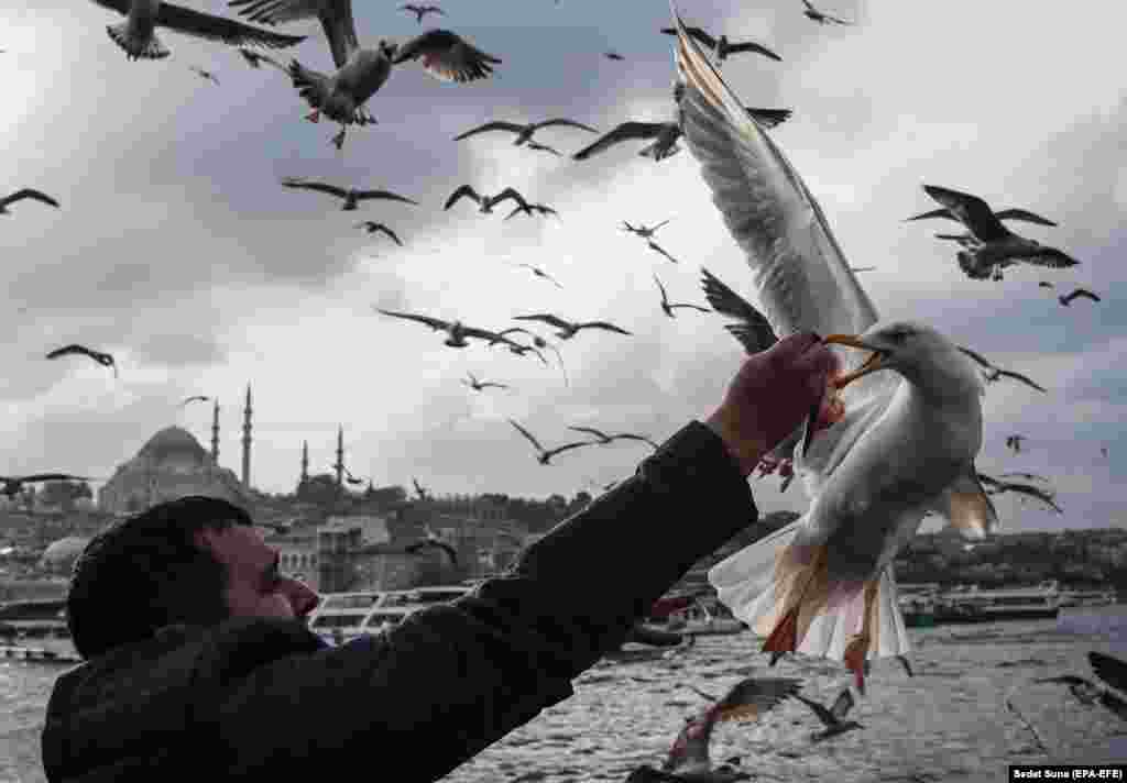 &nbsp;A man feeds seagulls with fish under the Galata Bridge in Istanbul, Turkey. (epa-EFE/Sedat Suna)