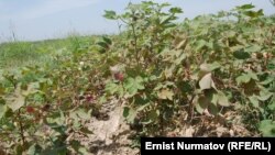 Өзбекстанга тиешелүү Сох анклавына кете турган чоң жол тосулганда, буга жооп катары Өзбекстан тараптагы жашоочулар Апкан айылына келчү сууну бууп салышкан.