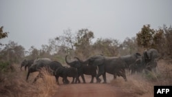Африка. Стадо слонов пересекает дорогу в Национальном парке Пенджари (Бенин).