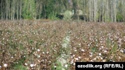 Уборка хлопка в Самаркандской области Узбекистана. 