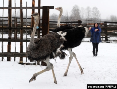 Ақша үшін қыздармен жыныстық қатынас