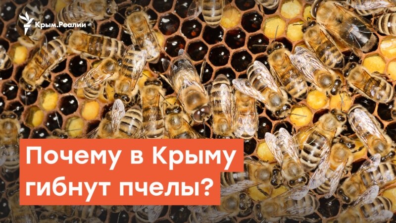 Пчелиный мор добрался до Крыма | Радио Крым.Реалии