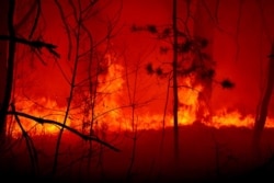 Лісова пожежа у Житомирській області. Літо 2020 року