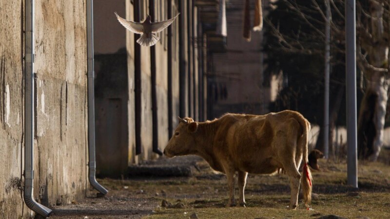 Скот в Абхазии вырождается из-за инбридинга