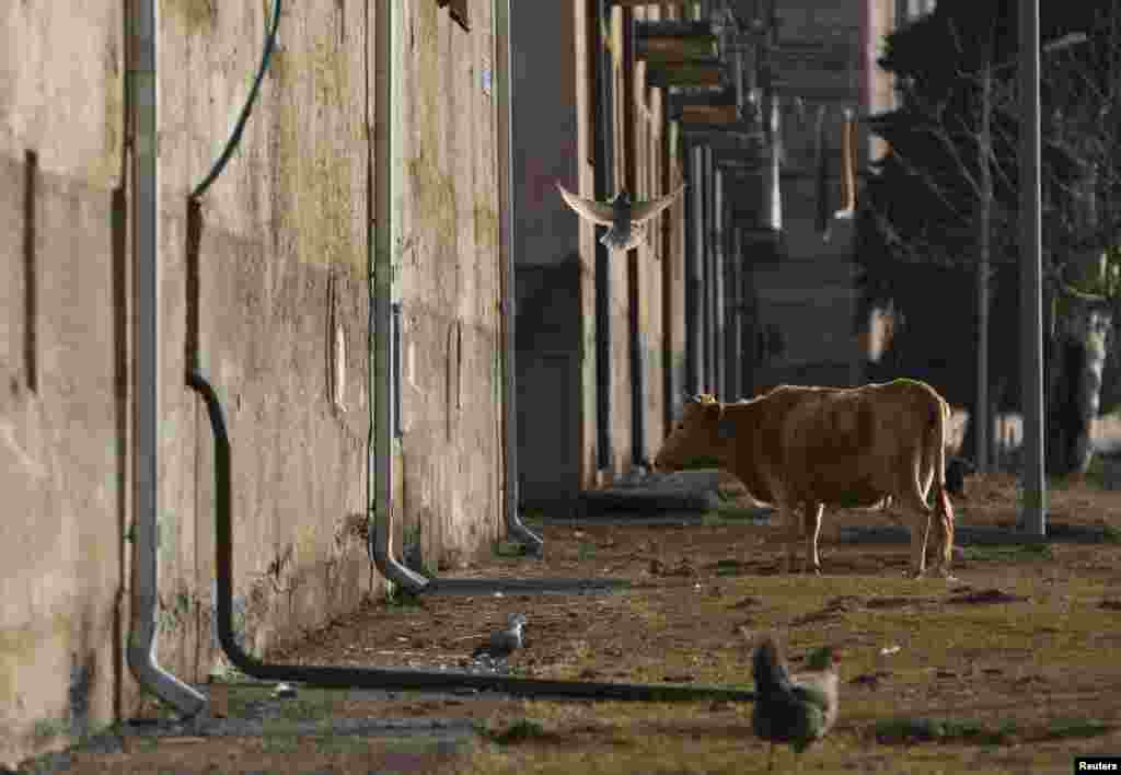 A cow grazes in the town of Tkvarcheli.