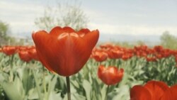 Hope Blooms Amid Pandemic As Georgians Rally To Save Tulip Seller
