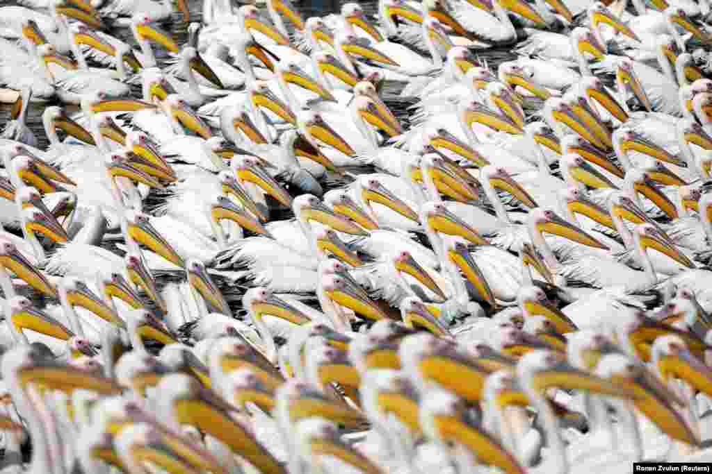 Migrating great white pelicans rest as they are fed as part of an Israeli Agricultural Ministry-funded project in Mishmar Hasharon. (Reuters/Ronen Zvulun)