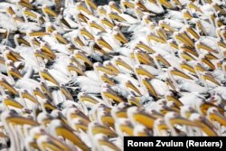 Zbog ptičijeg gripa kolonija pelikana na Skadarskom jezeru je desetkovana