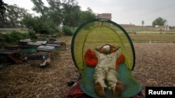 FILE: A man rests under a mosquito net to avoid bees at a honey collection point on the outskirts of Peshawar in May 2017. 