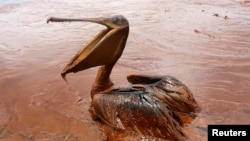 Загрязненный нефтью пеликан после катастрофы в Мексиканском заливе