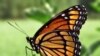 Бабочки первыми сигнализируют о неблагополучии в природе