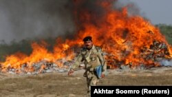 حریق مواد مخدر در افغانستان