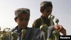 Children work in a poppy field in Helmand Province, where a mysterious disease has hit particularly hard. The province is home to a fertile river valley roughly the size of Switzerland that produces nearly half of the country's opium.