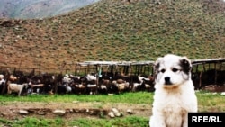 Çopan goşunda doglan güjük, 8-iýun, 2010.