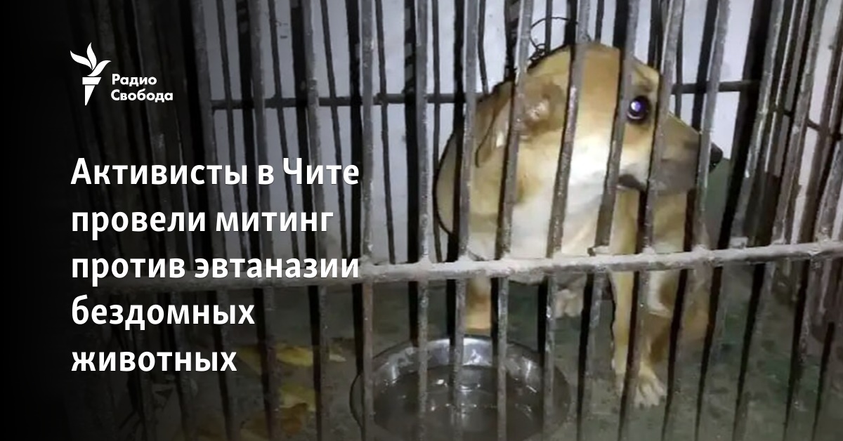 Activists in Chita held a rally against the euthanasia of homeless animals