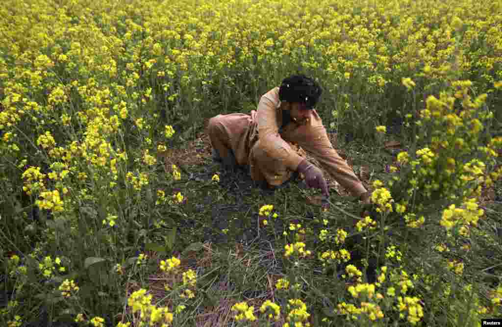 A farmer harvests mustard from his field on the outskirts of Lahore, Pakistan. (Reuters/Mohsin Raza)