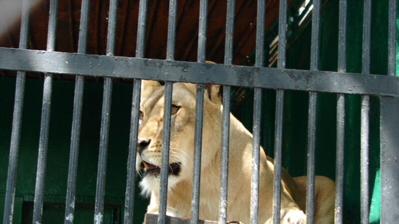 Iz zoološkog vrta u Gazi evakuisano 40 životinja