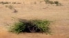 Южная Индия. В пустыне растения постоянно сталкиваются с избытком солнечного излучения