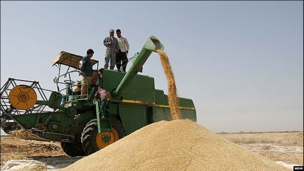 بنا به آمار ارائه شده از سوی فعالان بخش خصوصی، تولید گندم نسبت به سال گذشته ۳۰ درصد افت داشته است.