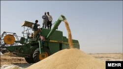  بنا به آمار ارائه شده از سوی فعالان بخش خصوصی، تولید گندم نسبت به سال گذشته ۳۰ درصد افت داشته است.