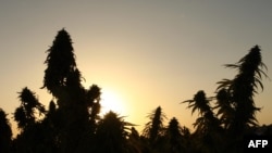 Cannabis growing in a field outside Kandahar air field. (file photo)