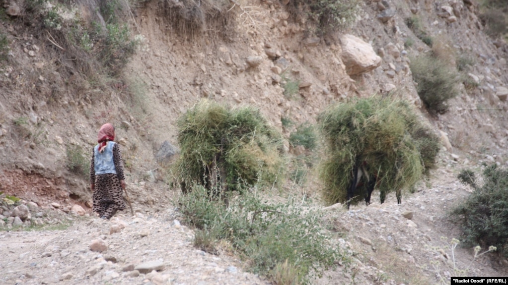 Хушдоманро барои "ба худкушӣ расонидани арӯс" дастгир карданд