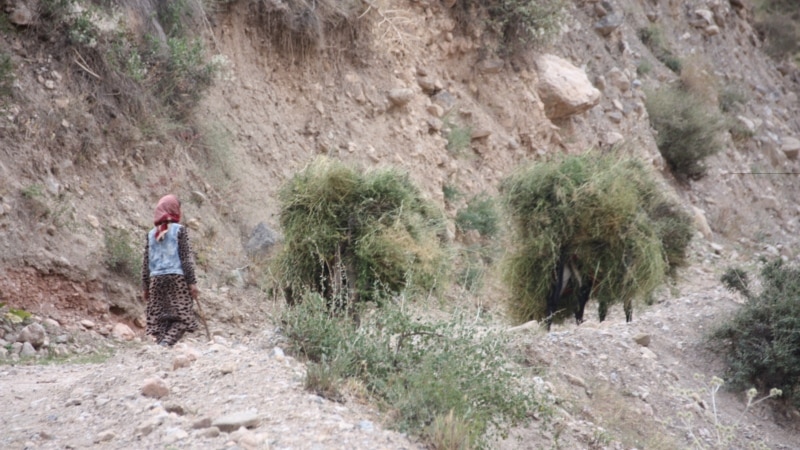 Хушдоманро барои 