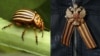 Many Ukrainian nationalists have drawn unfavorable comparisons between the bright orange-and-black stripes of the Colorado beetle (left) and the colors of the St. George ribbon (right), which is often worn by pro-Russia separatists. 
