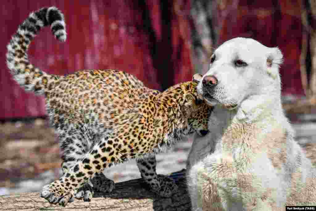 Milasha is quite used to the company of dogs; the little leopard's "wet nurse" was a golden retriever.