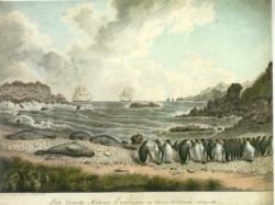 A rocky beach on Macquarie Island, south of New Zealand, populated with penguins and sunbathing seals.