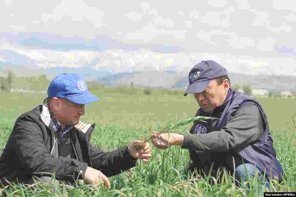 Специалисты ФАО Абдулхаким Исламов и Омурбек Мамбетов осматривают пшеничное поле