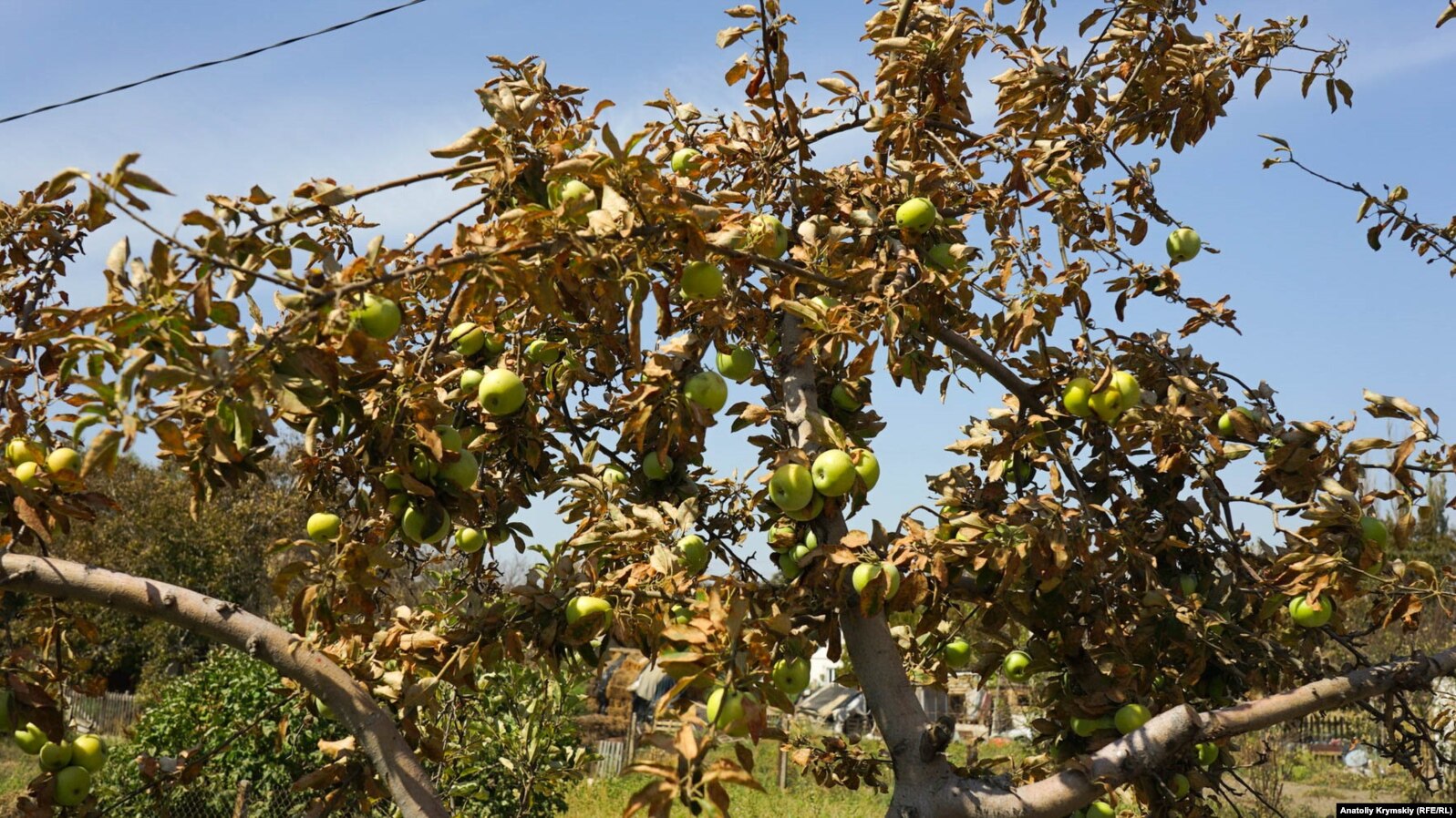 Листья на яблонях сгорели за два дня –8203; жители села опасаются употреблять фрукты в пищу