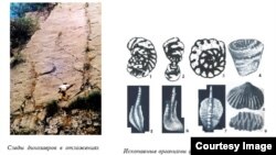 Следы древних рептилий в Ширкенте. Фото с сайта Института геологии
