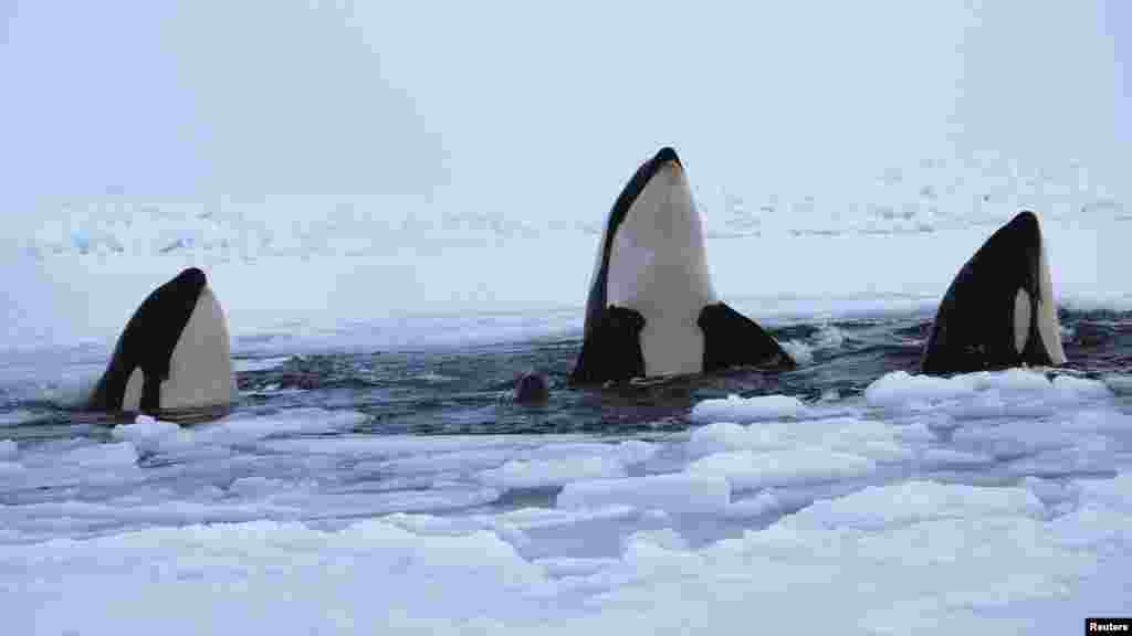 Kanada - Desetine kitova ubica ili orka bili su zarobljeni ispod debelog leda, no uspjeli su pronaći rupu na površini, jedino mjesto gdje su mogli disati, 9. januar 2013. Foto: REUTERS / Maggie Okituk 