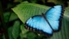 В Италии воссоздали Лес бабочек как проект по защите биоразнообразия