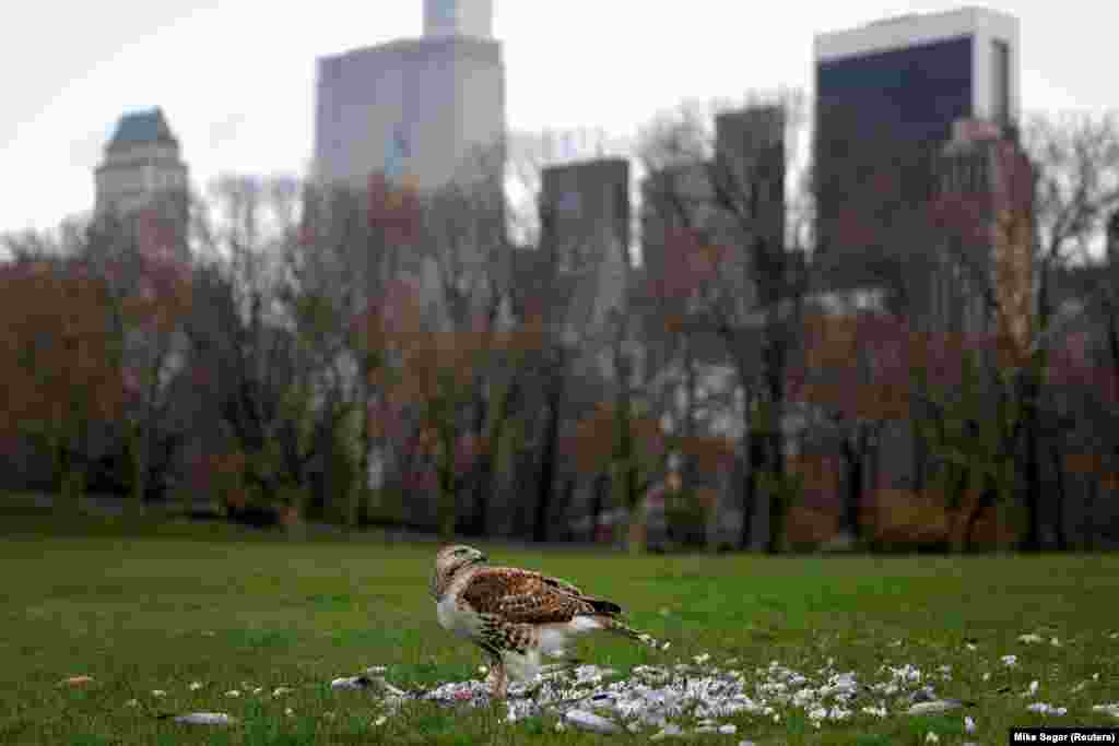 A red-tailed hawk rips apart a pigeon in Central Park, New York City, on March 25.