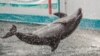 Промысловые сети могли привести к гибели дельфинов под Анапой