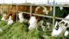 An Agrolizinq promotional photograph of German cows