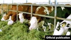 An Agrolizinq promotional photograph of German cows
