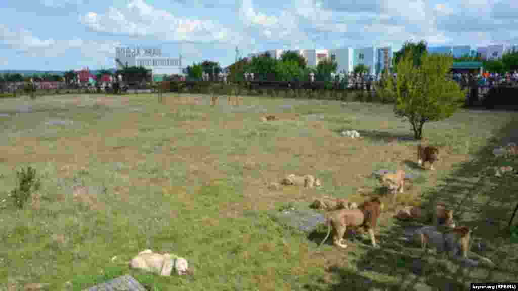Главная &laquo;изюминка&raquo; сафари-парка &laquo;Тайган&raquo; это его львы, живущие прайдами на пространстве в 20 гектар